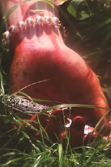 Funeral Song Trailer