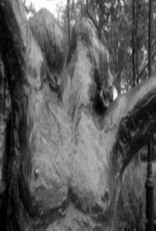 Fuzzy Forests and Looking Across the Stream Trailer