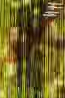 Ga Trailer