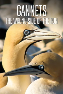 Gannets: The Wrong Side of the Run Trailer