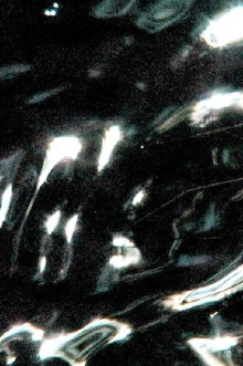 Gerridae Trailer