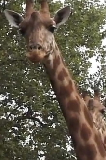 Girafe Trailer