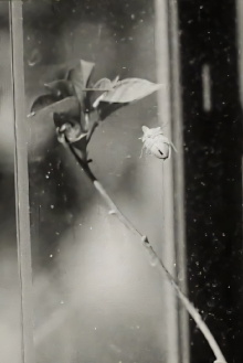 Glasshouse Trailer