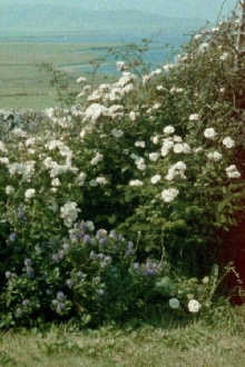Glimpses from a Visit to Orkney in Summer 1995 Trailer