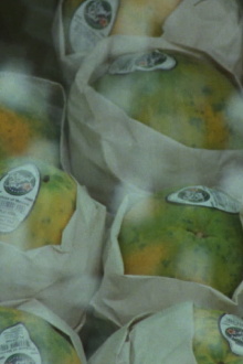 Global Fruit Trailer