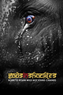 Gods in Shackles Trailer
