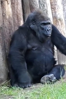 Gorilla Milk Trailer