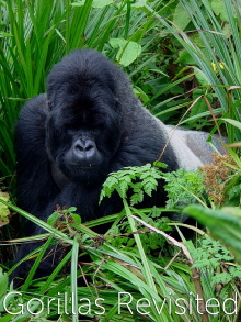 Gorillas Revisited with Sir David Attenborough Trailer