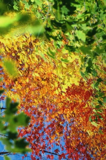 GRADATIONs Trailer