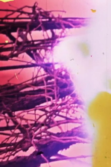 Granular Film - Beirut Trailer
