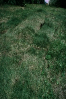 Grass Breathing Trailer
