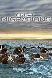 GREAT_MIGRATIONS-Disc1 Trailer