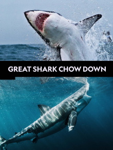 Great Shark Chow Down Trailer