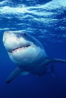 Great White Shark - The Silent Stalker Trailer