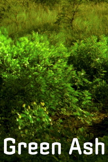 Green Ash Trailer