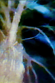 GREY Trailer