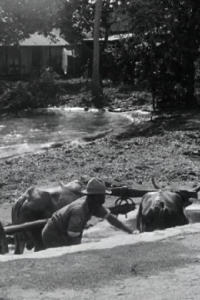 Guadeloupe, le pays des Belles-Eaux Trailer