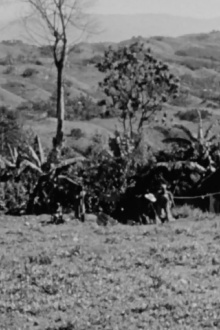 Haiti Trailer