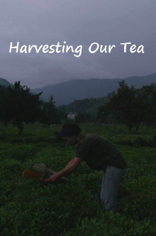 Harvesting Our Tea Trailer