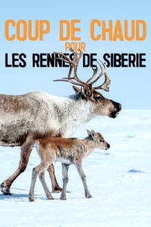 Heatstroke for the Siberian Reindeer Trailer