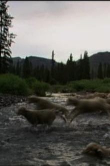 Hell Roaring Creek Trailer