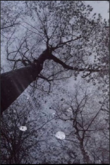 HERBARIA × PELICULA: Field Portfolio Trailer
