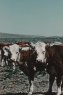 Herds West Trailer