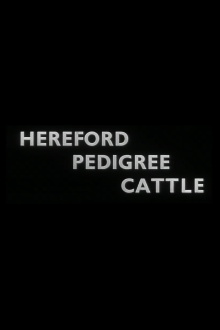 Hereford Pedigree Cattle Trailer