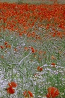 Hic rosa, partition botanique Trailer