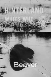 Hinterland Who's Who: Beaver Trailer