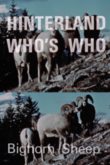 Hinterland Who's Who: Bighorn Sheep Trailer