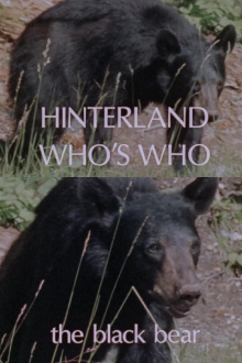 Hinterland Who's Who: Black Bear Trailer