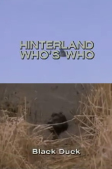 Hinterland Who's Who: Black Duck Trailer