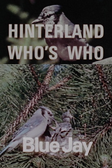 Hinterland Who's Who: Blue Jay Trailer