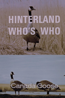 Hinterland Who's Who: Canada Goose Trailer