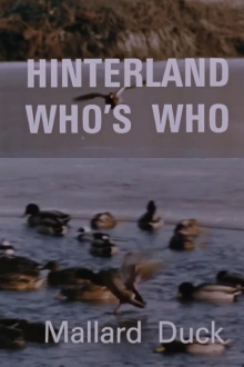 Hinterland Who's Who: Mallard Duck Trailer