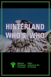 Hinterland Who's Who: Peregrine Falcon Trailer