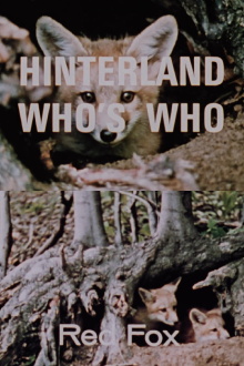Hinterland Who's Who: Red Fox Trailer