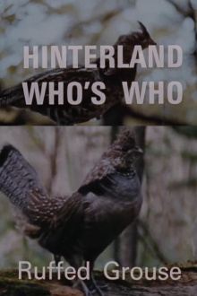 Hinterland Who's Who: Ruffed Grouse Trailer