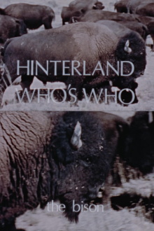 Hinterland Who's Who: The Bison Trailer
