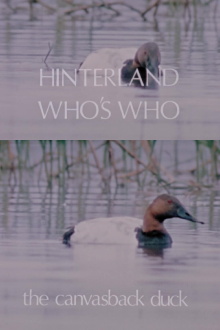 Hinterland Who's Who: The Canvasback Duck Trailer