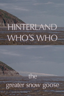 Hinterland Who's Who: The Greater Snow Goose Trailer