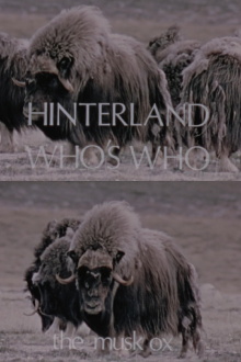 Hinterland Who's Who: The Musk Ox Trailer