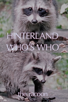 Hinterland Who's Who: The Raccoon Trailer