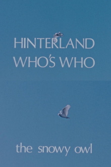 Hinterland Who's Who: The Snowy Owl Trailer