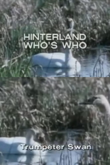 Hinterland Who's Who: Trumpeter Swan Trailer