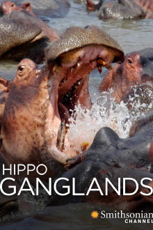 Hippo Ganglands Trailer