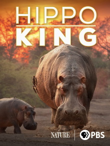 Hippo King Trailer