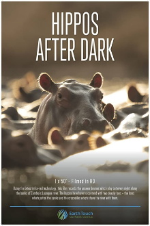 Hippos after Dark Trailer