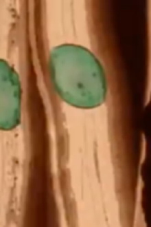 Histoire Verte Trailer